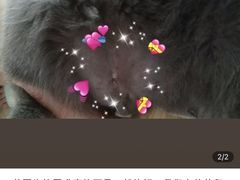 -关爱宠物医院·猫科中心·消化科(滨湖万达分院)