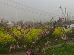 android_upload_pic-南汇桃花村