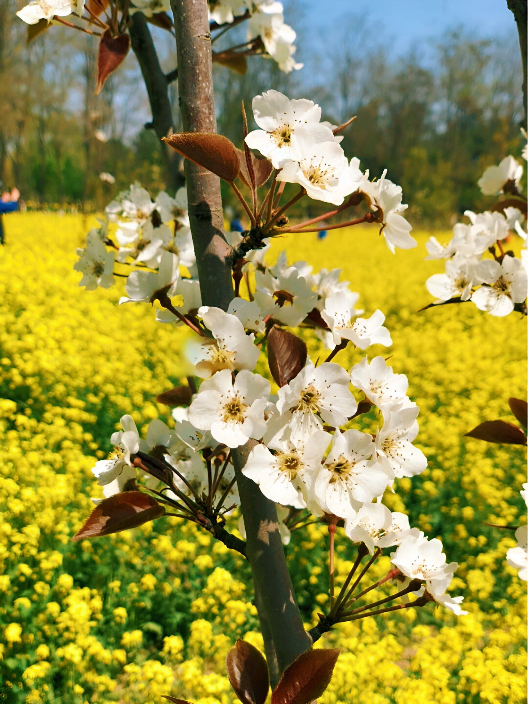 北京公园|京城梨园,遛娃新天地✨