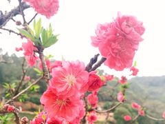 -南国桃园旅游度假区