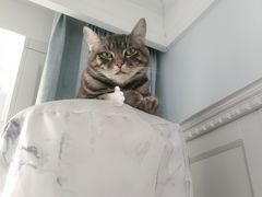 -美联众合宠物医院·爱萌分院·内外科·猫科中心