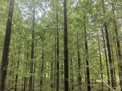 -黄海国家森林公园