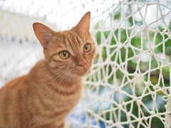 -喵屿·大理花园猫咖