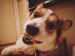 -PETKIT 小佩宠物·低压洗护·美容·寄养(安远店)