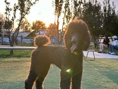 -爪吧宠物乐园 (温榆河示范区店)