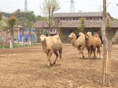 -安徽大青山野生动物世界