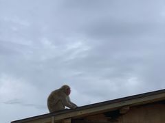 -岚山猴子公园