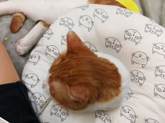 -北京恒爱动物医院(清景园分院)