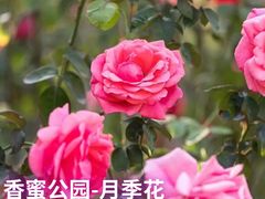 -光明小镇欢乐田园