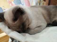 -滚猫咖啡·猫咖·猫友好撸猫(未来城店)
