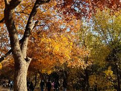 -北京西山国家森林公园