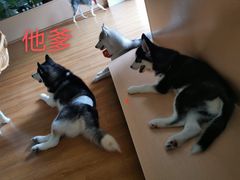 -Husky Go! 哈士奇体验馆·宠物咖啡厅狗咖