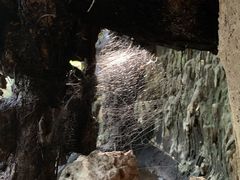-绿光森林餐厅