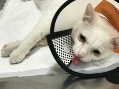 -艾吉宠物医院·疑难杂症转诊中心·猫友好(碧江路院)