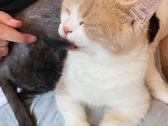 -飞行喵MR PILOT|猫舍·猫咖(静安大融城店)