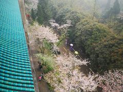 -武汉大学-樱园