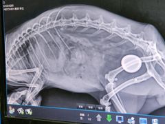 -北京观赏动物医院·24小时大型综合·猫专科·异宠专科