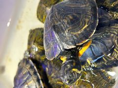 -青石桥花鸟鱼虫市场(叠翠城店)