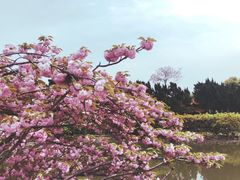 -嘉定紫藤园