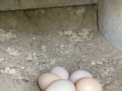 -第五季龙水凤港生态露营农场