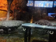 -暹罗海洋世界