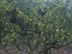 -昆山城市生态森林公园