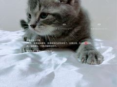 -藏猫猫咖啡主题馆(中央大道店)