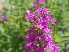 -武清南湖绿博园