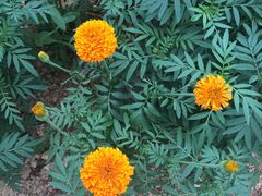 -松山湖梦幻百花洲