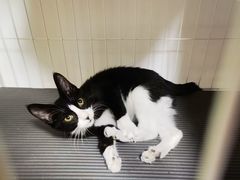 -平行世界·猫咖(首经贸店)