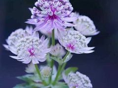 -SONGUOLIFE松果咖啡(七莘路店)