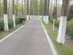 -合肥滨湖国家森林公园