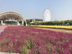 -百万葵园