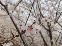 -白水寺森林公园