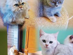 -柯斗斗主题餐厅·狗咖·围炉煮茶·茶饮(国瑞升平里店)