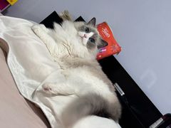 -纳吉亚猫专科动物医院·北北分院