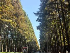 -日照海滨国家森林公园