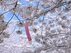 -高东镇樱花园