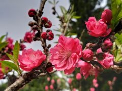 -桃花涧
