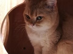 -喵屿·大理花园猫咖