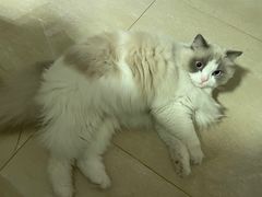 -BOPEYE·波派炸鸡(九霄天地店)