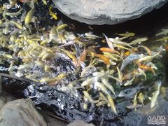 20100806415-绿色时代大酒店