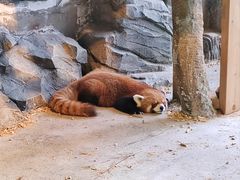 -绿色星球动物主题公园
