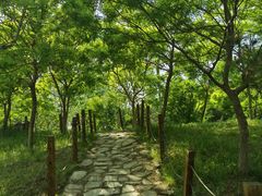 -杨柳青庄园