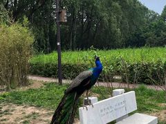 -北京麋鹿生态实验中心