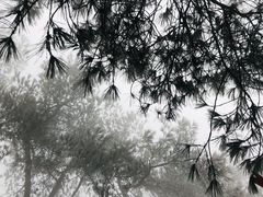 -缙云山景区