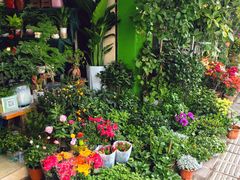 -溪岸路花鸟市场