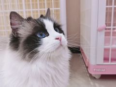 -藏猫猫咖啡主题馆(中央大道店)