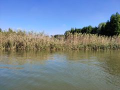 -溱湖国家湿地公园