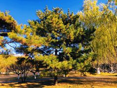 -莲花池公园